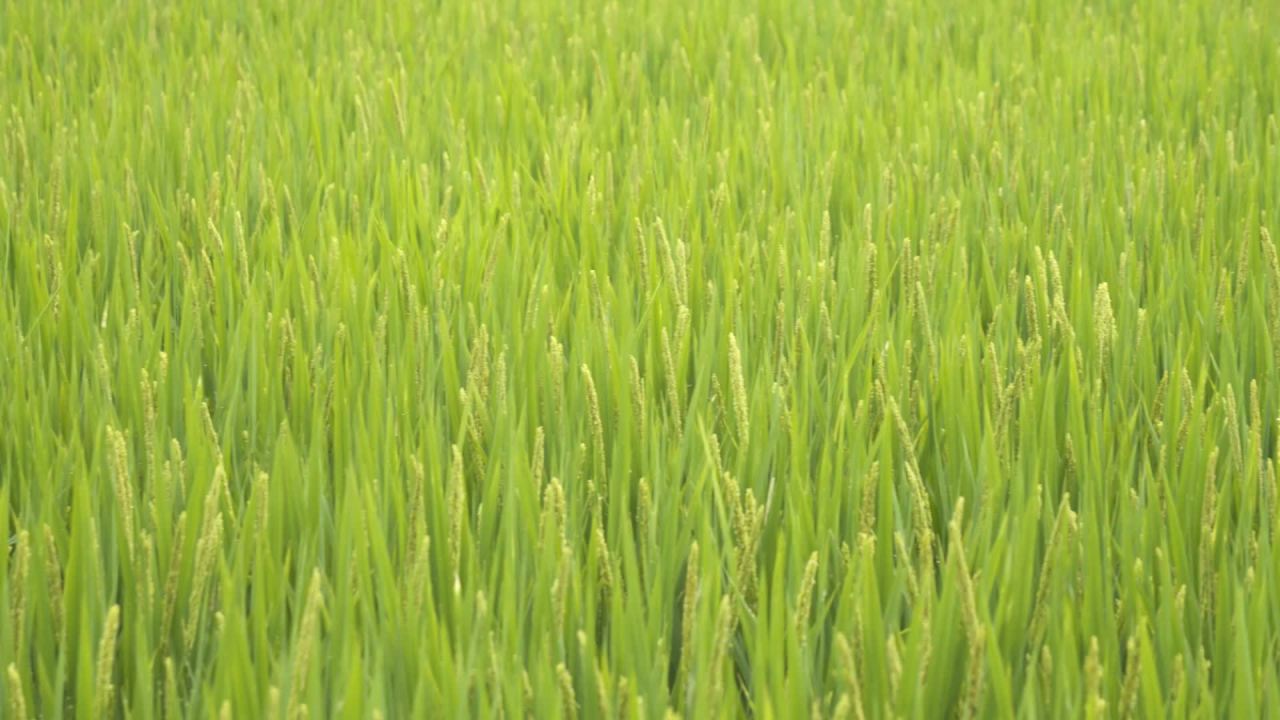 水稻粮食庄稼五常大米 45