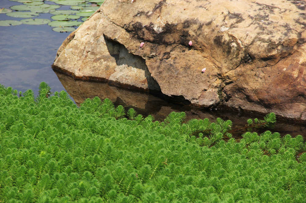 湖面岩石和狐尾藻