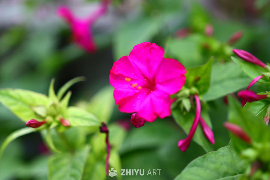 粉红紫茉莉绽放