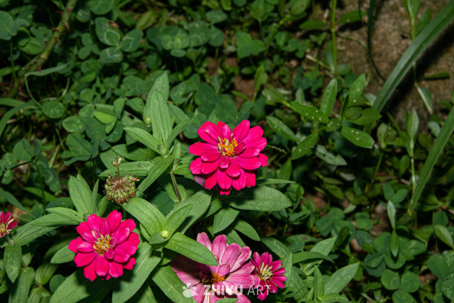 中药材与药材花 28