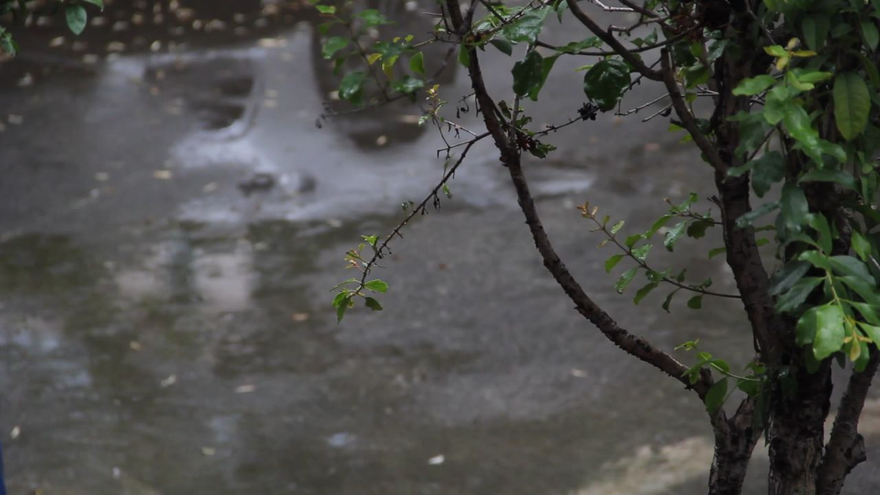 小院雨点和木樨
