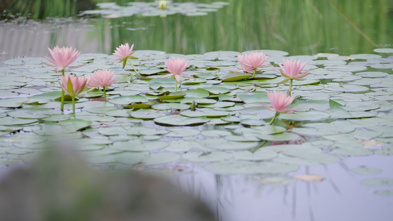夏天池塘莲花清新情绪意境空境