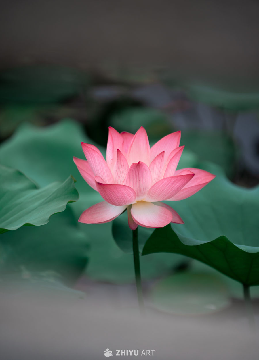 荷花 4