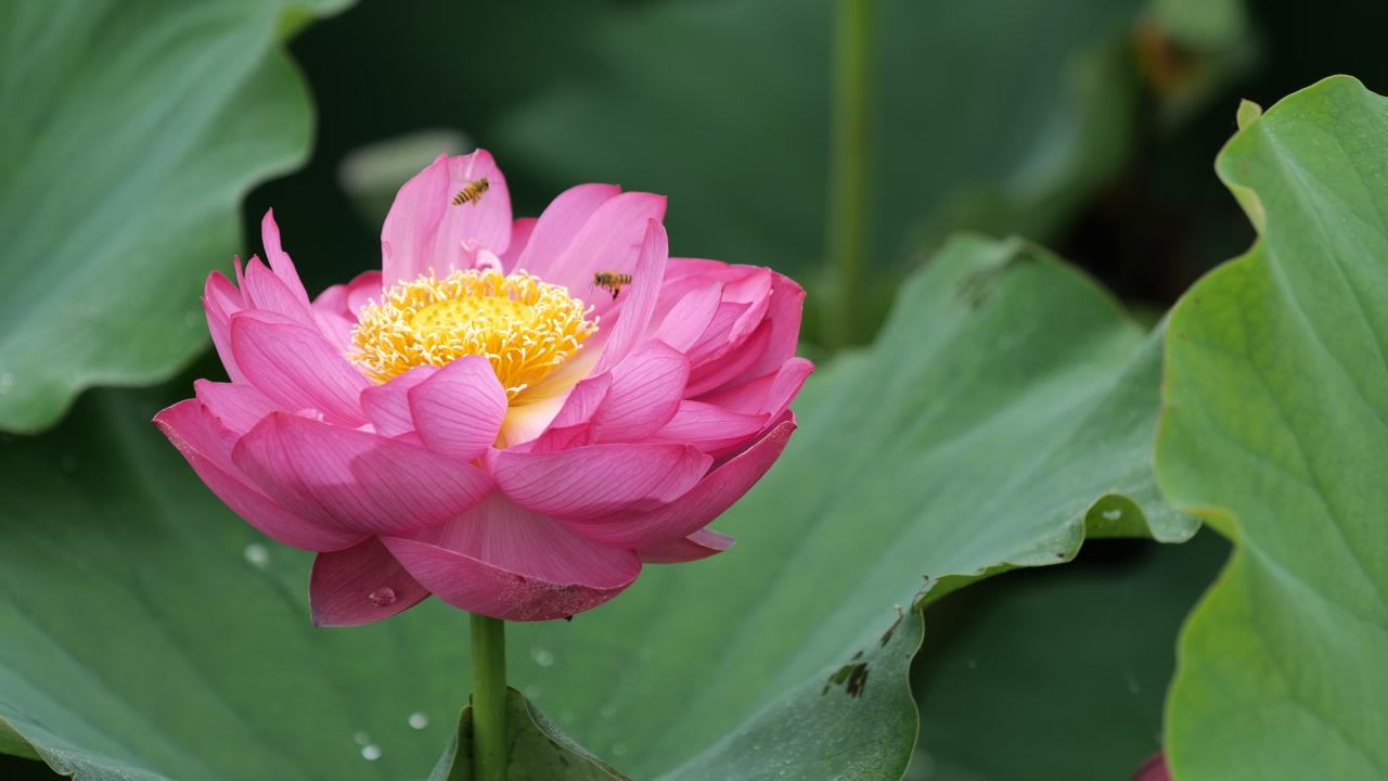 荷花 19