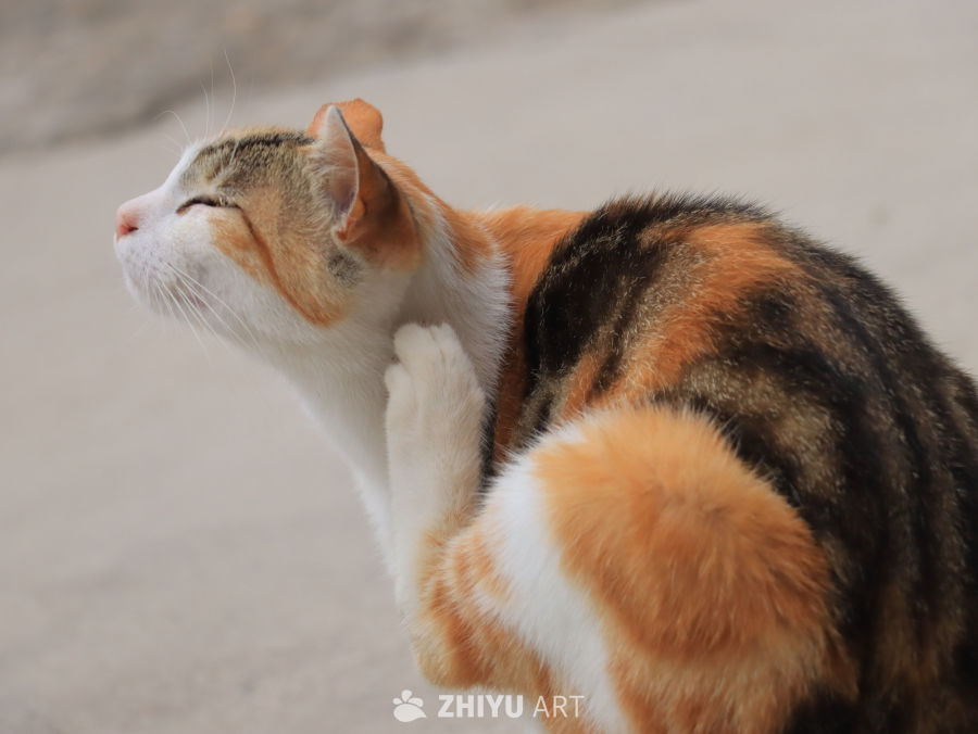 猫咪的午后伸展