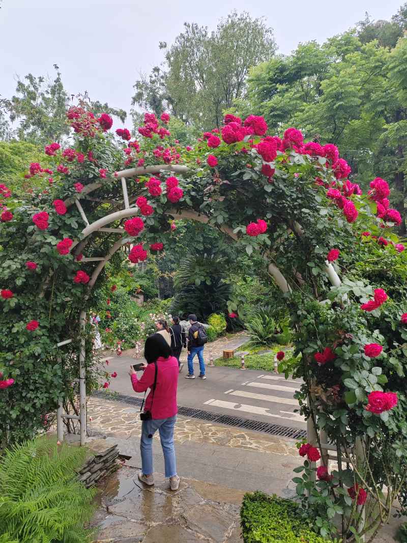 拱门花