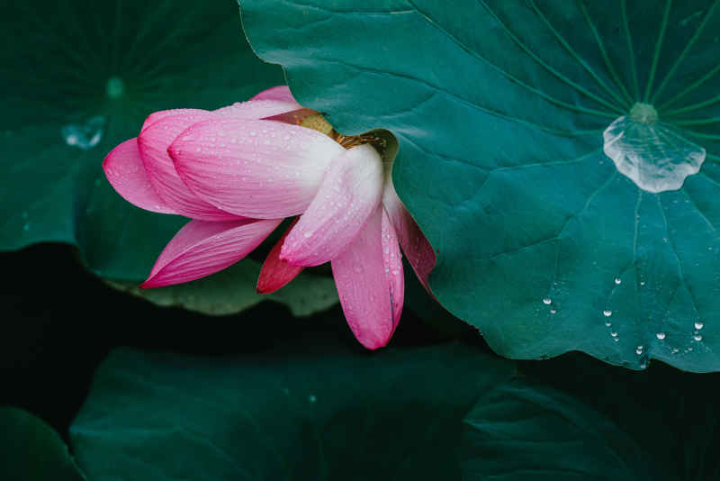 夏雨荷 16