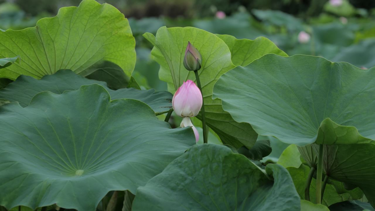 荷花 6