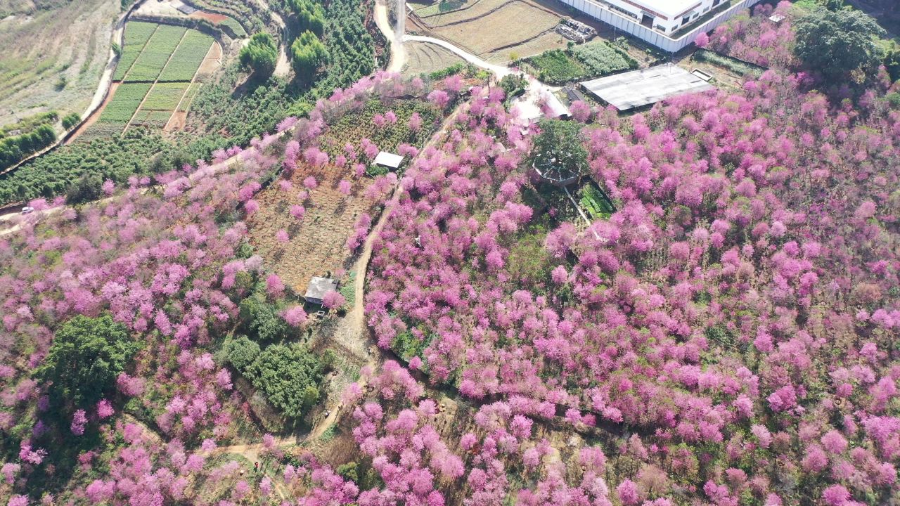 樱花航拍