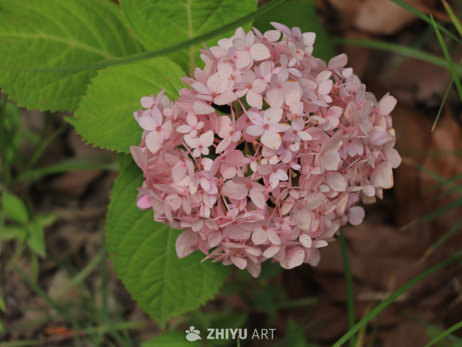 粉嫩绣球花绽放