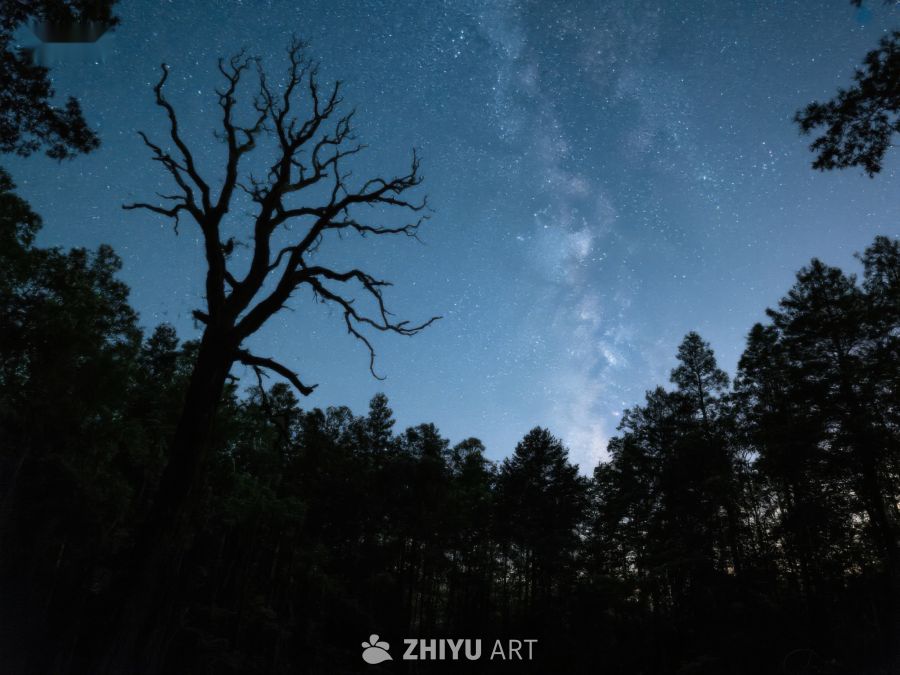 夜空下的枯树与银河 349