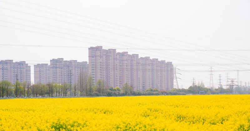油菜花 12