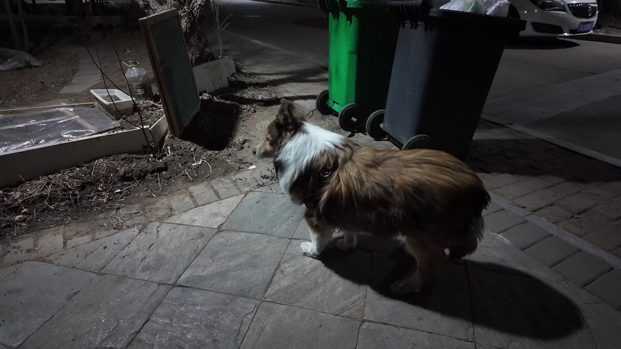 夜晚遛狗 15