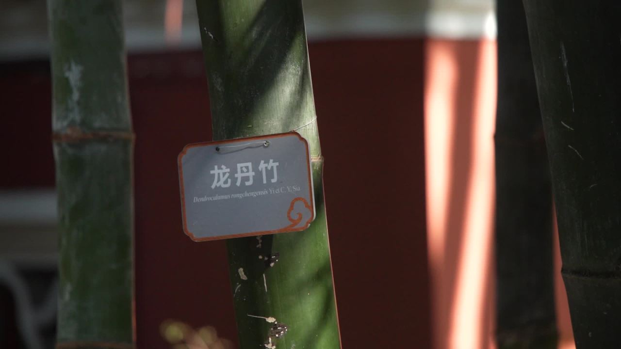 植物界的奇观竹子开花 6