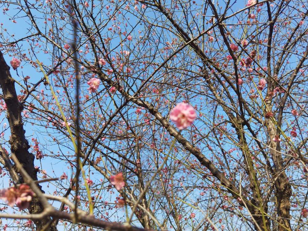 小桃花