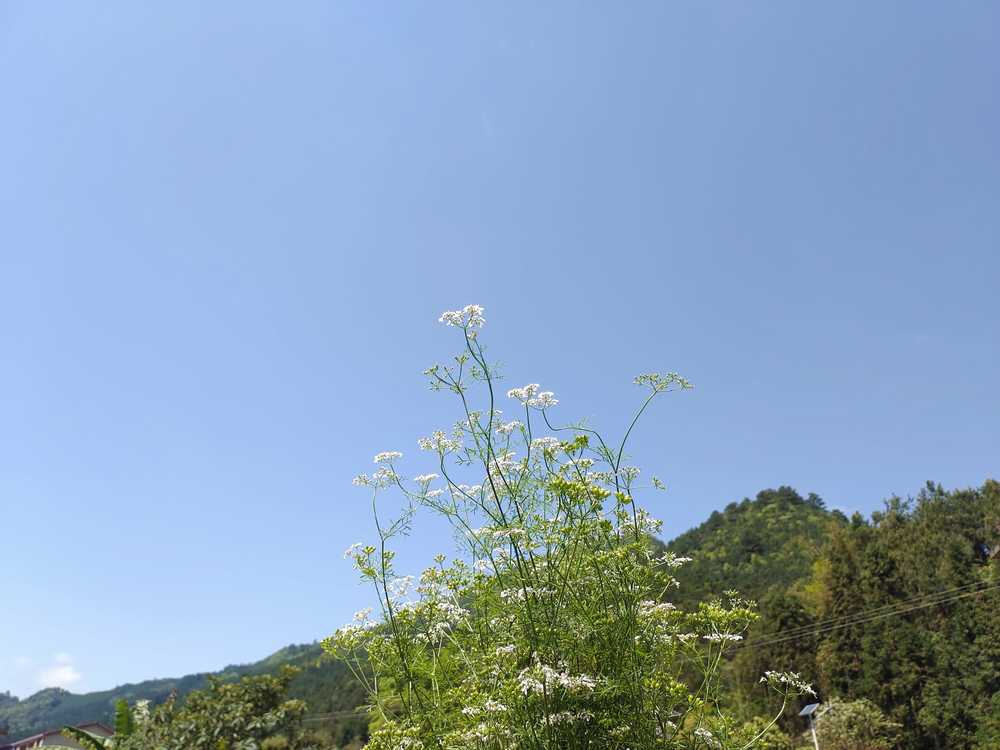 清凉