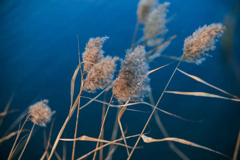 湖边的芦苇