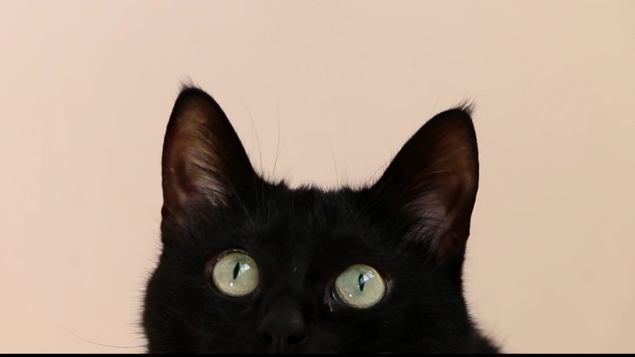 猫头游戏黑色眼睛