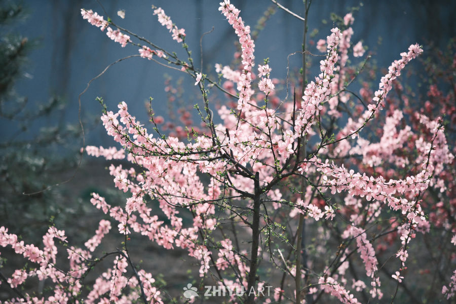 春天 9