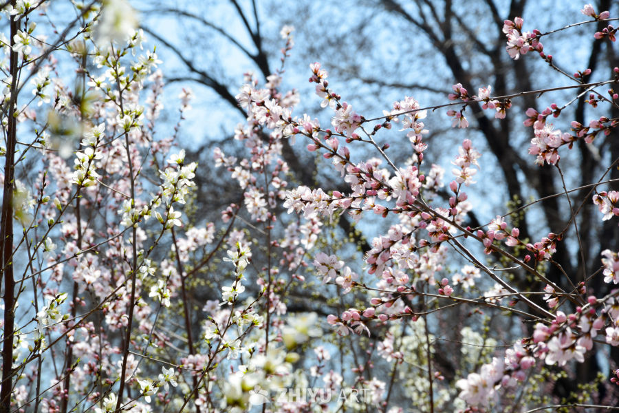 春花山桃