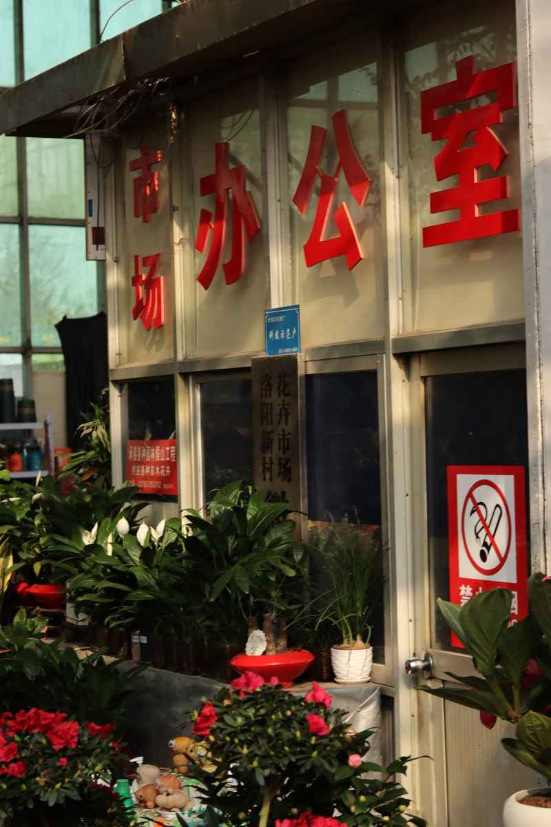 花卉市场 5