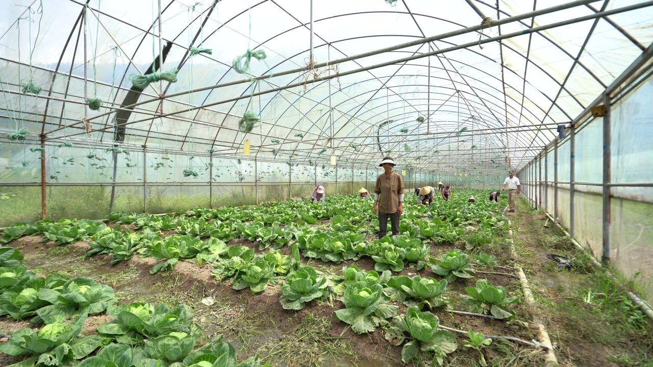 蔬菜采收