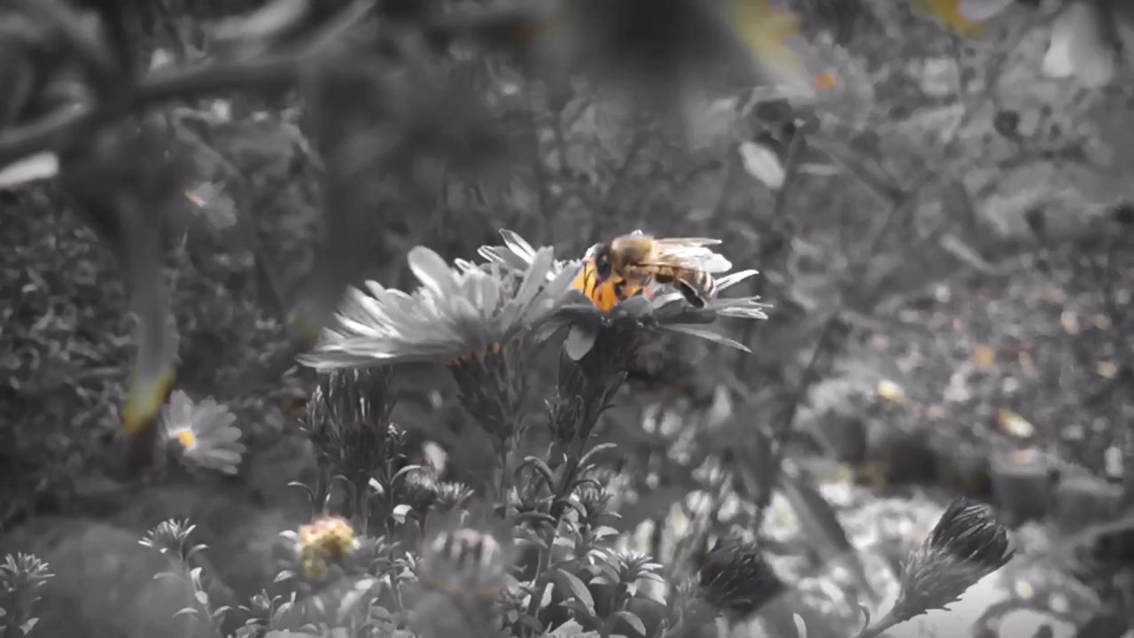 蜜蜂开花花昆虫