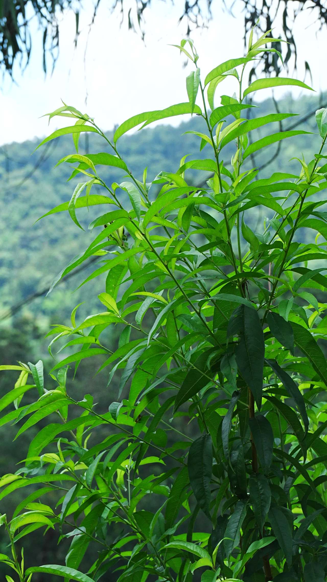 山间绿意盎然