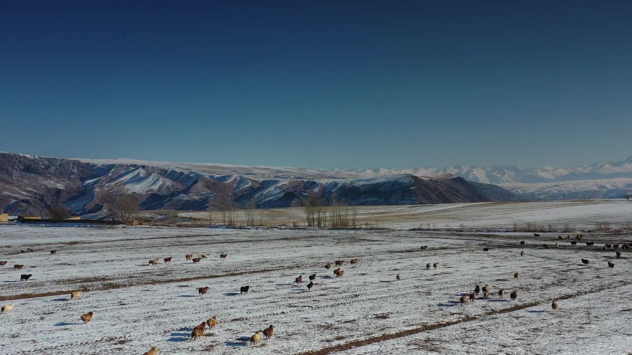 雪地上的羊群