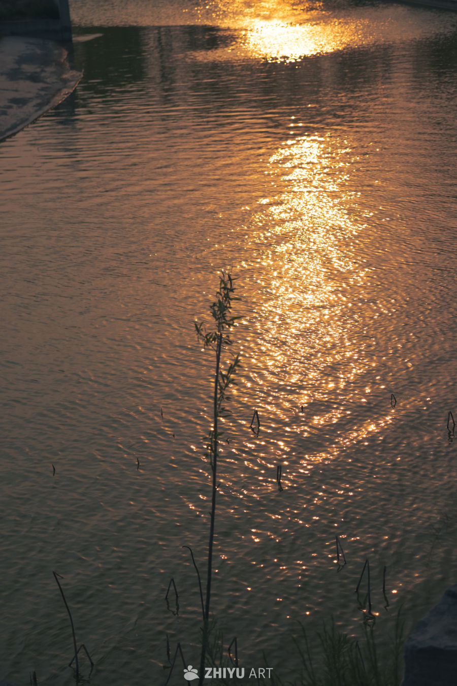 夕阳下的静谧水面