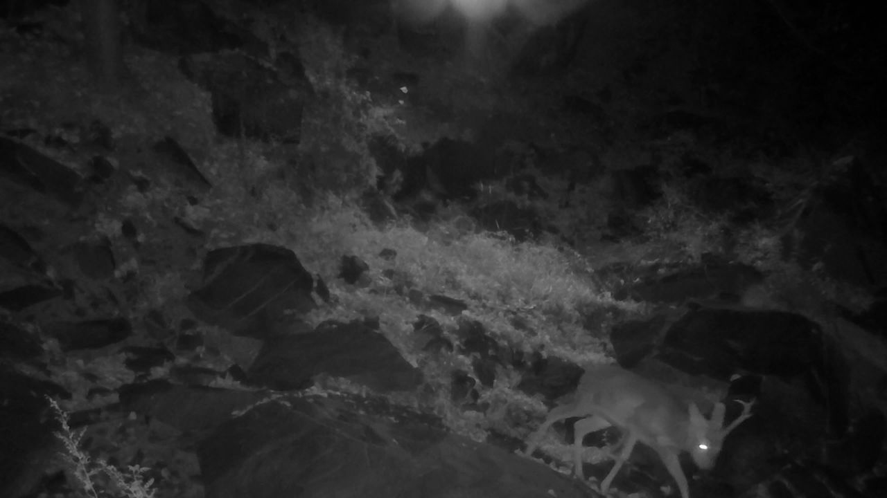 监控里的野生动物