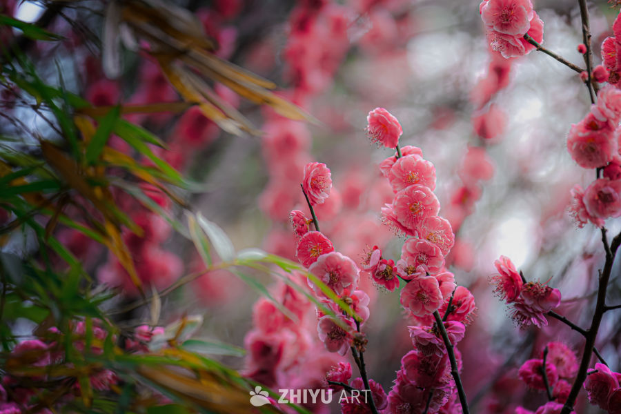 唯美梅花