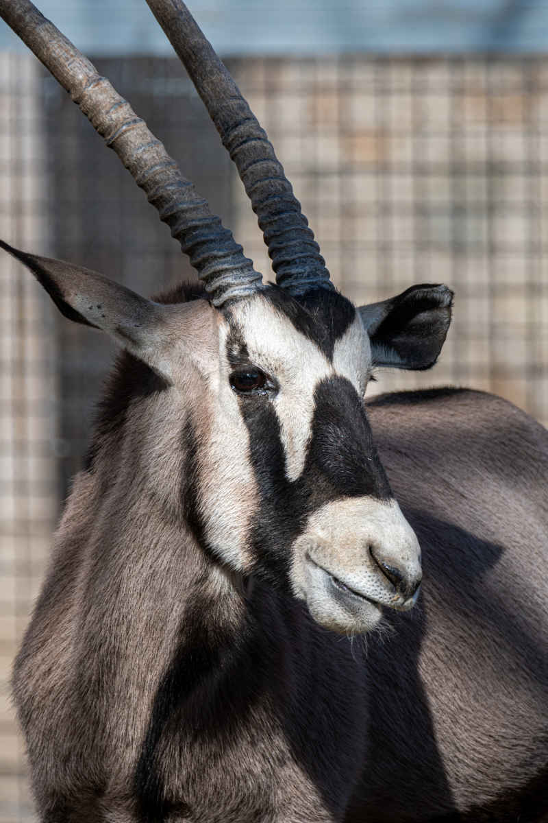 羚羊