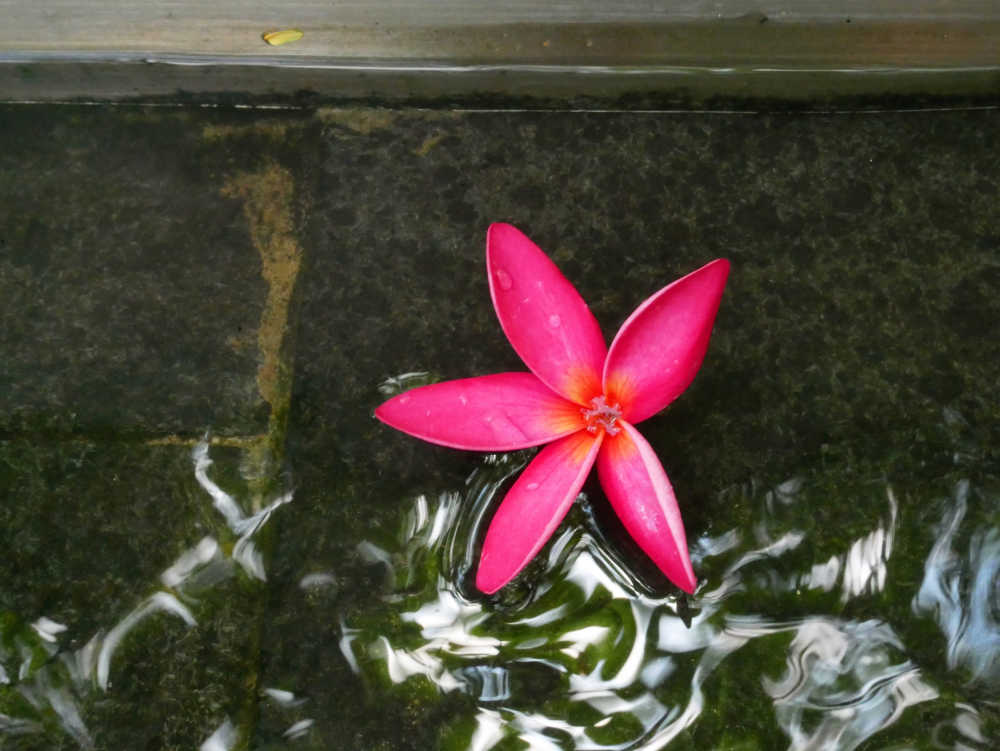 水影中的红色鸡蛋花