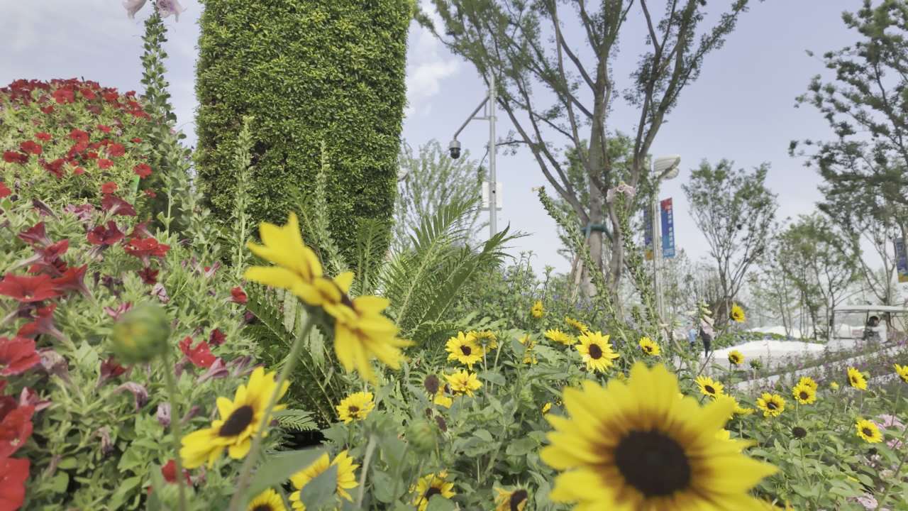 园林里的花花草草2 15