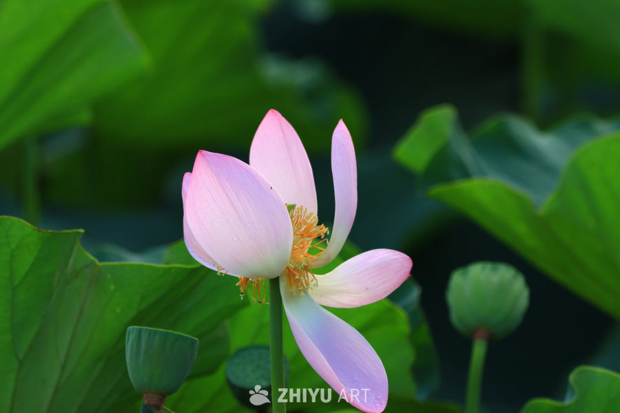 盛夏荷花 139