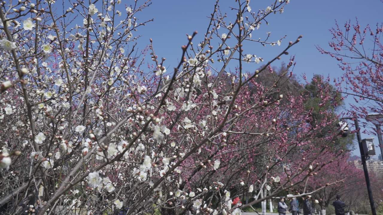 冬天的梅花 25