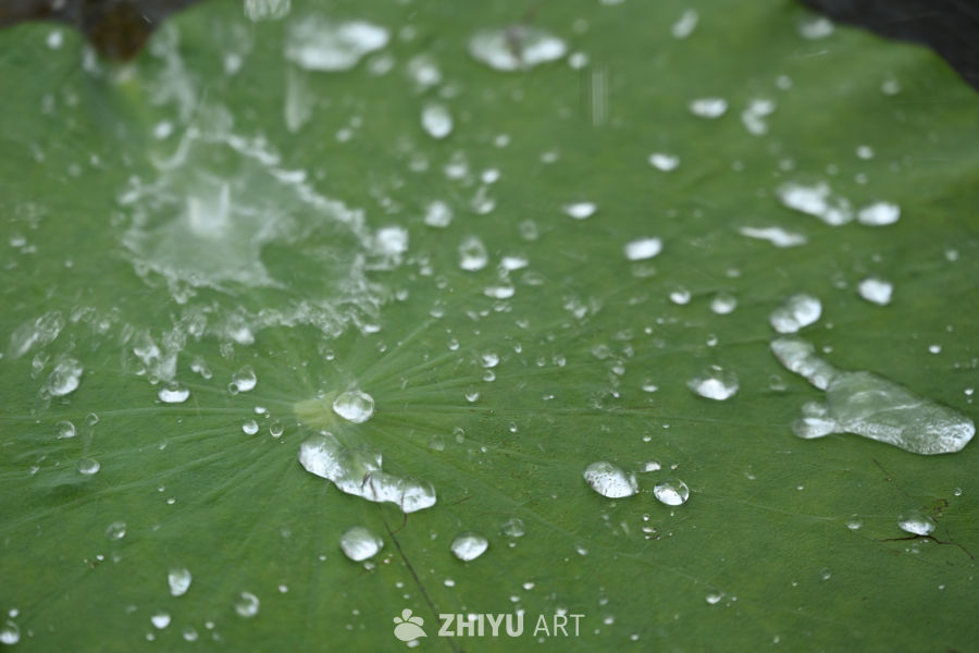 【实拍样片】尼康Z7 II相机实拍照片 6