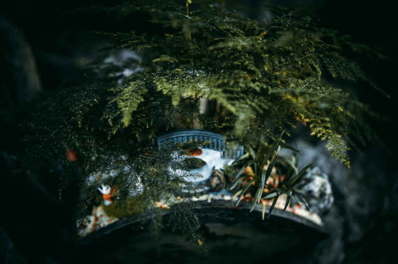 盆栽、插花 4