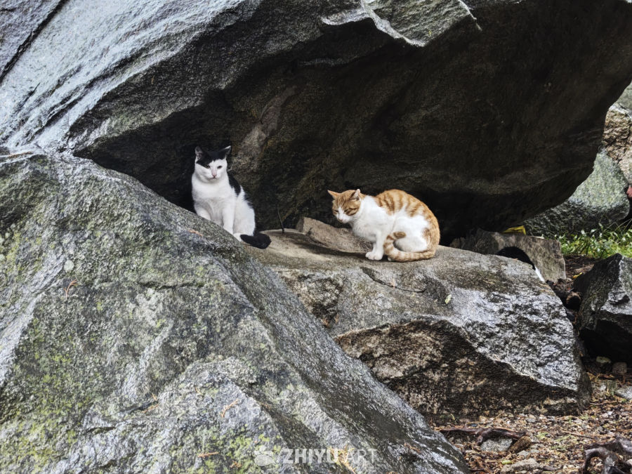 双猫岩间静憩图