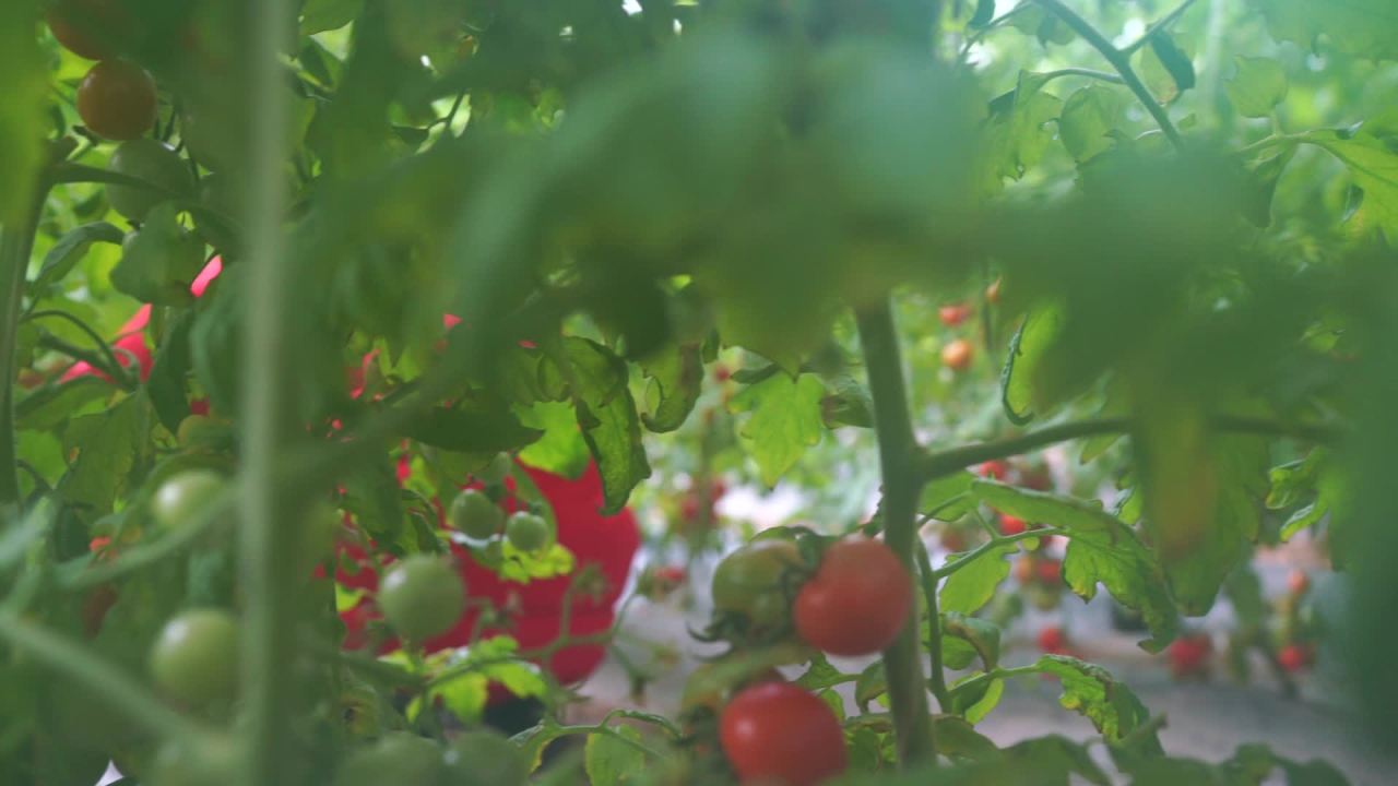 温室里的番茄时光