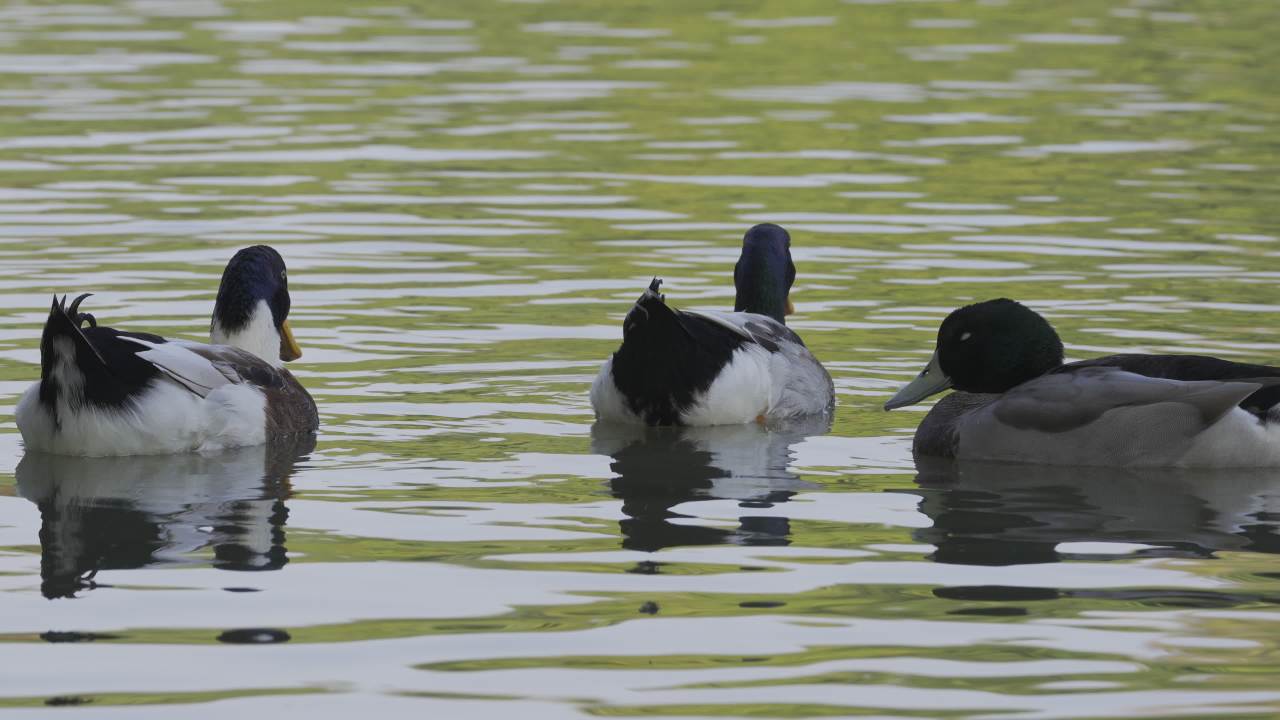 杨府山公园观鸟 6