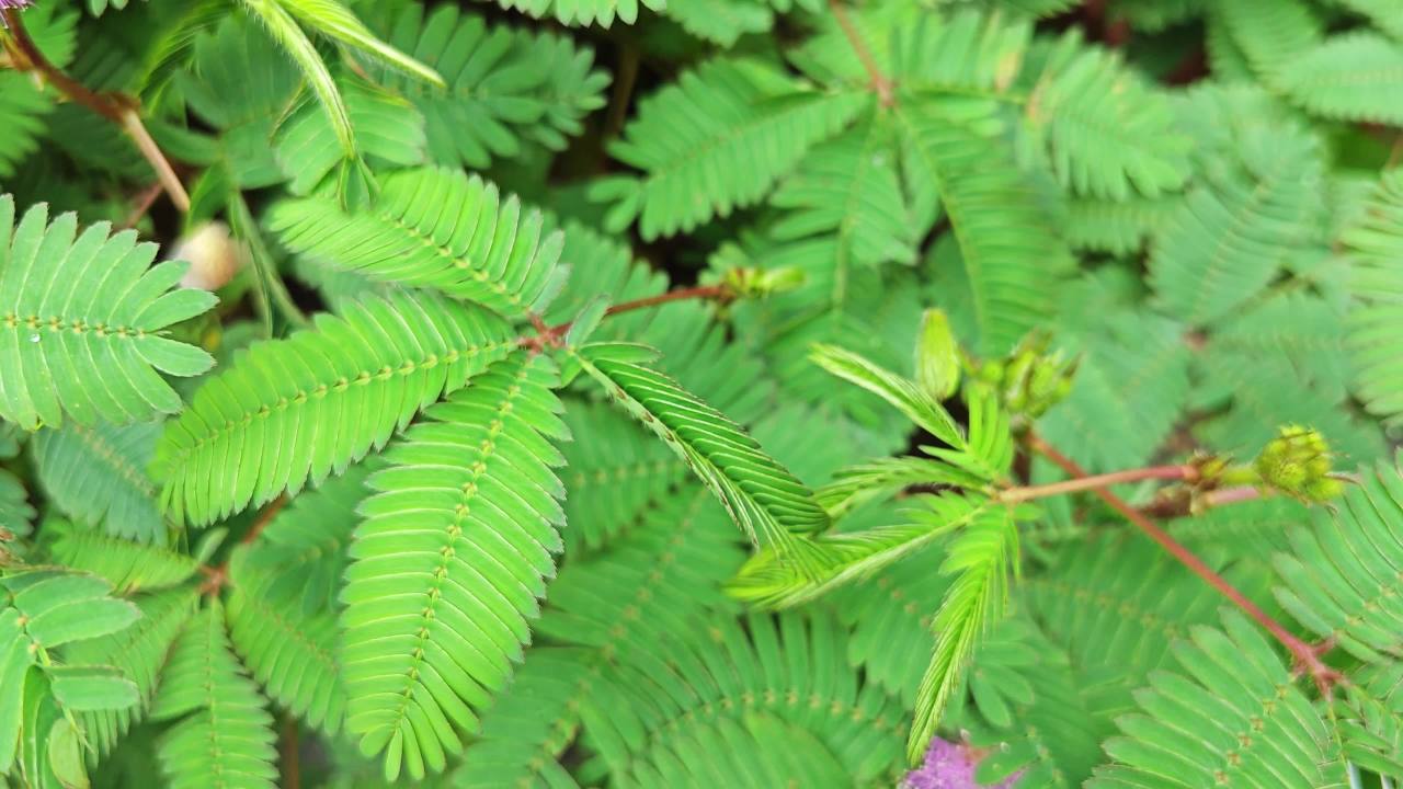 4K含羞草叶子闭合