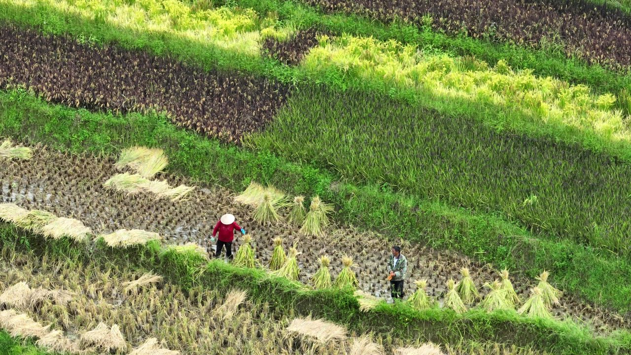 丰收的喜悦 37