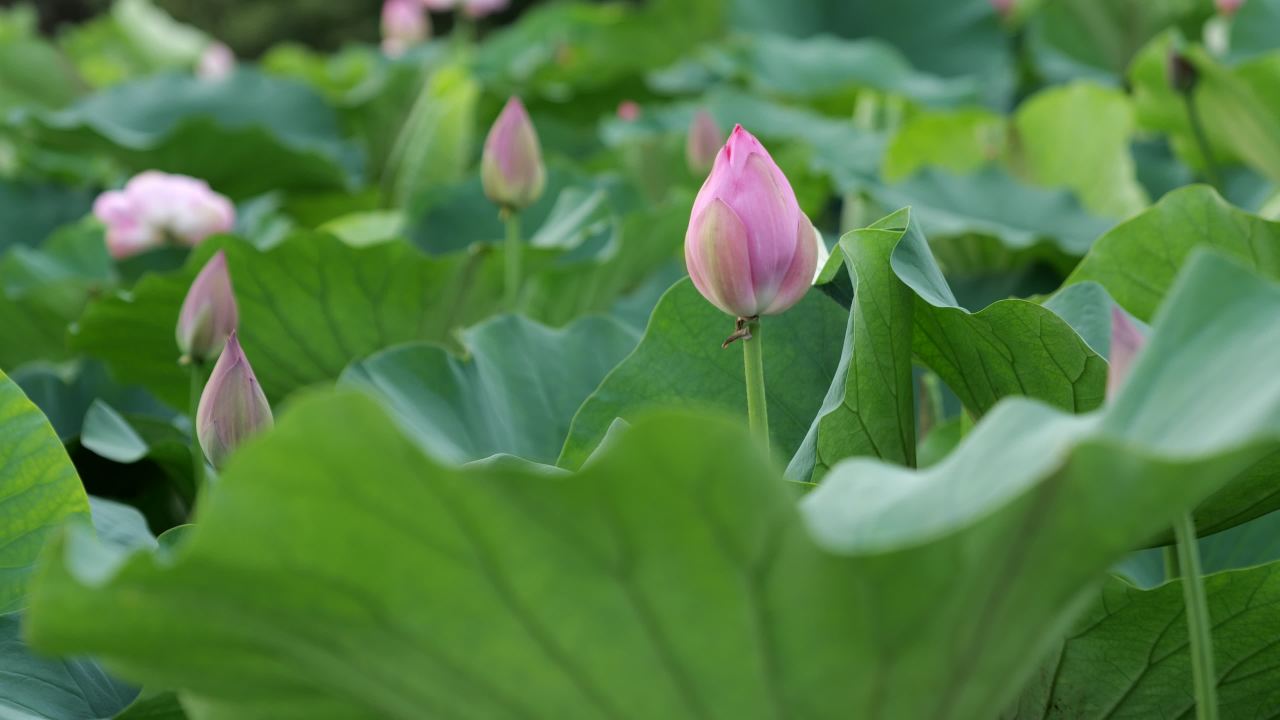 荷花 25