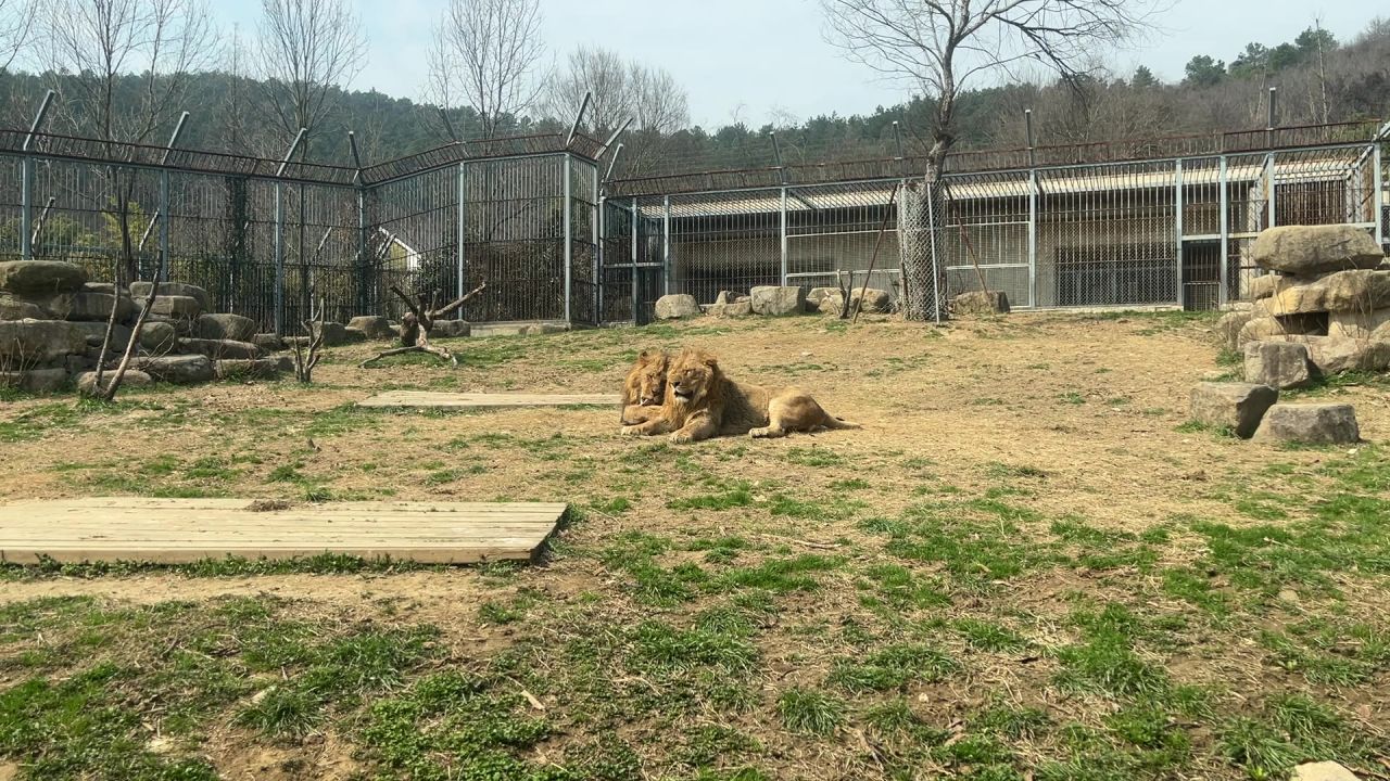 狮子
