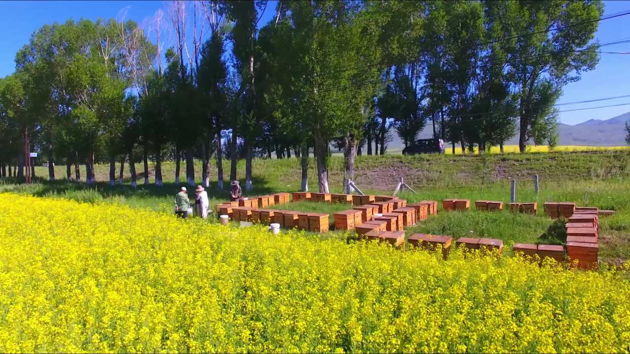 油菜花