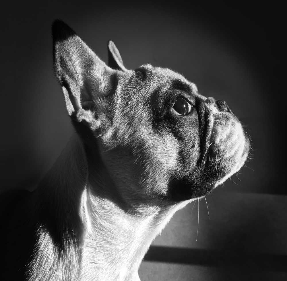 狗法国斗牛犬小狗宠物