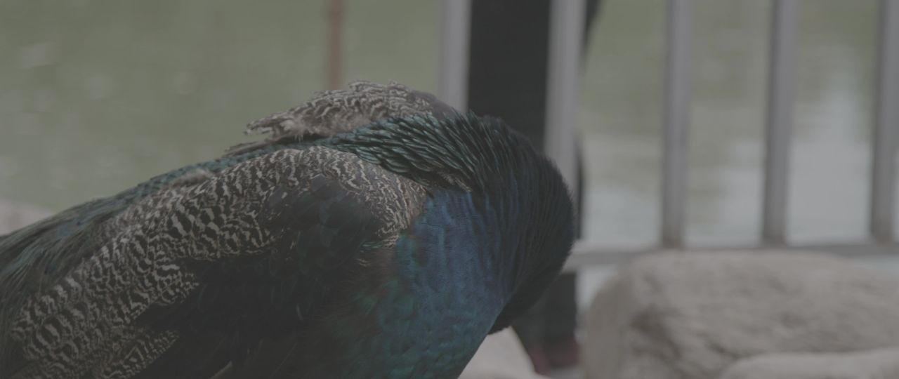 孔雀