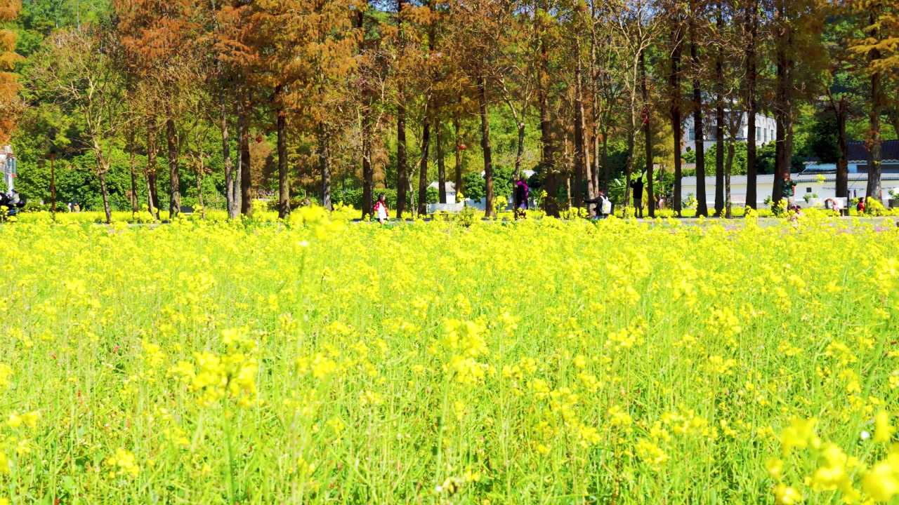 广东冬季落羽杉油菜花 